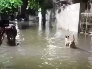 शंकर नगर में जलभराव, गली में घुटने भर पानी जमा होने से लोग परेशान