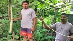 किसान ने लौकी और बरबटी लगाकर बनाया रिकॉर्ड, एक 6 फीट लंबी और दूसरी सवा 3 फीट
