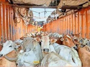 मवेशी तस्करी मामले में फरार 4 आरोपियों को थाना प्रतापपुर पुलिस ने किया गिरफ्तार, मवेशी तस्करी में प्रयुक्त पायलेटिंग व निगरानी करने तथा अपराध के आय से अर्जित 41 लाख रूपये कीमत के 4 वाहन किए गए जप्त, पूर्व में 3 आरोपियों को किया गया था गिरफ्तार।