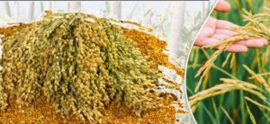 खरीफ विपणन वर्ष 2025-26 धान खरीदी