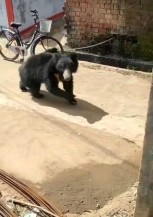 छत्तीसगढ़ के इस गांव में दिनदहाड़े घुस आया भालू