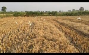 प्रदेश में 15 नवम्बर से समर्थन मूल्य पर धान खरीदी को लेकर तैयारियां पूरी