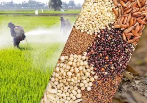 कृषि विभाग के बीज निगम की जमीन पर साथी बाजार के नाम पर व्यावसायिक उपयोग अस्वीकार – छत्तीसगढ़ प्रगतिशील किसान संगठन