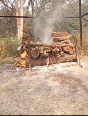 मैत्री बाग में सफेद बाघिन जया की आकस्मिक मौत, वन अधिकारियों की उपस्थिति में पोस्टमार्टम एवं अंतिम संस्कार…