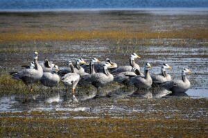 छत्तीसगढ़ का पहला रामसर साइट बना कोपरा जलाशय