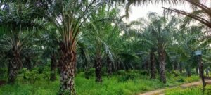 ऑयल पाम खेती पर प्रति हेक्टेयर अनुदान के साथ अतिरिक्त टॉप-अप अनुदान