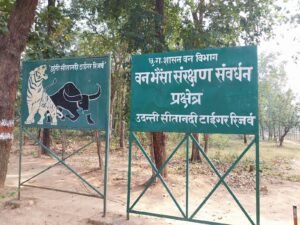 जिनको वन भैंसा बता कर छत्तीसगढ़ की भोली-भाली जनता को बेवकूफ बनाया, उन वन भैंसों को उदंती-सीता नदी टाइगर रिज़र्व से बाहर खदेड़ा।