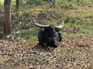 उदन्ती सीतानदी टाइगर रिजर्व के अंतिम बचे वन भैंसे छोटू की शुद्धता जांच की मांग पर प्रधान मुख्य वन संरक्षक (वन्यप्राणी) ने अपर मुख्य सचिव (वन) को लिखा भविष्य में सिंघवी के पत्रों का संज्ञान न ले। सिंघवी ने इसे लोकतंत्र में उनकी आवाज दबाने की कोशिश बताया
