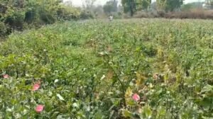 छत्तीसगढ़ में ‘सफेद जहर’ का जाल: रायगढ़ में मिला अफीम का खेत