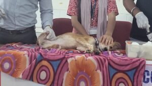 कल्याण कॉलेज में एनिमल केयर वर्कशॉप, इंसानों से लेकर पशुओं के लिए फर्स्ट एड के बताए तरीके…