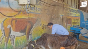 आयुक्त का गौठान प्रेम: 300 गौ-वंश के बीच पहुंचे, अपने हाथों से खिलाया गुड़