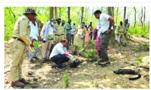 खैरागढ़ के दल्लीखोली जंगल में राष्ट्रीय पक्षी मोर समेत 15 वन्यजीवों की रहस्यमयी मौत