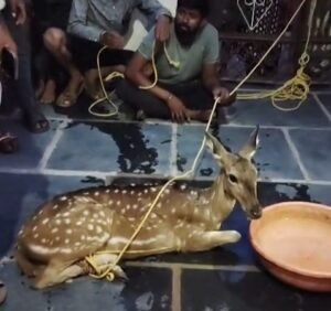 खैरागढ़ जान बचाने गांव की शरण में,कुत्तों से बचने गांव पहुंचा जंगली हिरण, ग्रामीणों की सतर्कता से सुरक्षित रेस्क्यू; वन विभाग ने जंगल में छोड़ा
