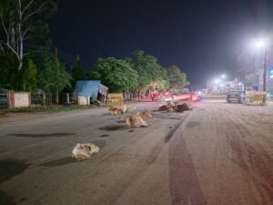 हमे किसी का डर नहीं,हमे कोई हटा नही सकता:कलेक्टर के निर्देश भी बेअसर, प्रशासन मस्त-जनता त्रस्त,मवेशियों का डेरा बीच सड़क पर, नंदियों का आतंक, और अंधेरी सड़कें